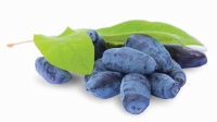 Ruska borovnica 'AURORA' 1,5lit