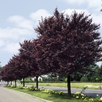 Prunus cerasifera 'Nigra' 15lit 200+cm