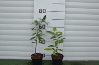 Pitomi kesten - Castanea sativa 100-150 cm (primamo narudžbe za nadolazeću sezonu)