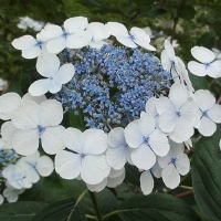 Hydrangea 'Libelle' P9