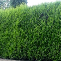 Leylandii 120cm - 7lit