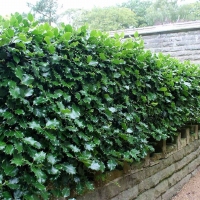 Ilex Aquifolium 1lit