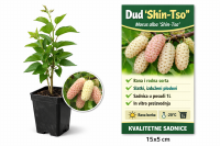 Dud Shin-Tso sadnica 1L – Morus alba