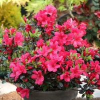 Rododendron 