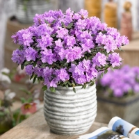 Rododendron 