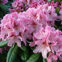 Rododendron 