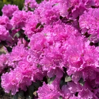 Rododendron 