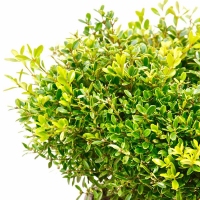Buxus 'Rococo' 20cm