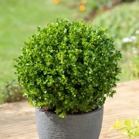 Buxus 'Faulkner' 10-15cm
