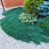 Smreka puzajuća 'Wiltonii' 10cm