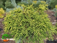 Pačempres 'Filifera Nana' 25-30cm