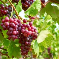 Grožđe 'Somerset Seedless' 5lit