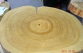 Paulovnija Shan Tong posuda 2lit, čepovana 50cm